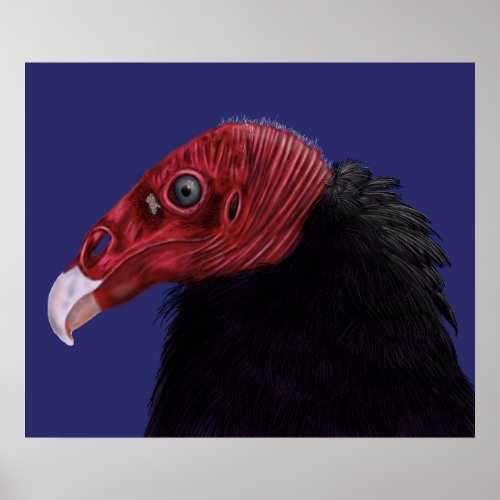 Illustrated Turkey Vulture Poster