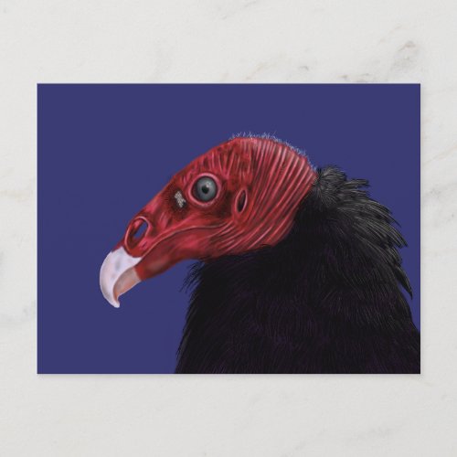 Illustrated Turkey Vulture Two_Tone Postcard