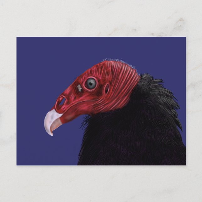 Illustrated Turkey Vulture Two-Tone Postcard (Front)