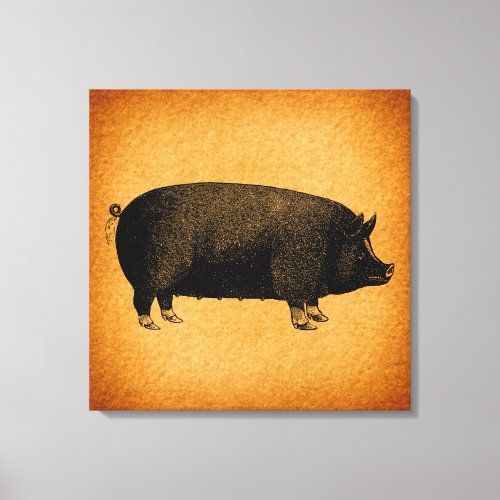 Illustrated Vintage Pig Rustic Art Canvas Print