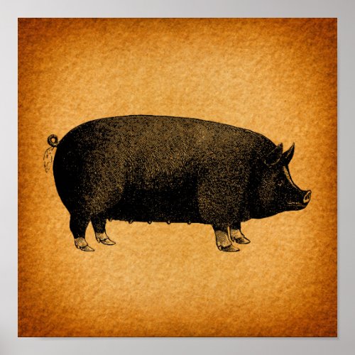 Illustrated Vintage Pig Rustic Art Poster