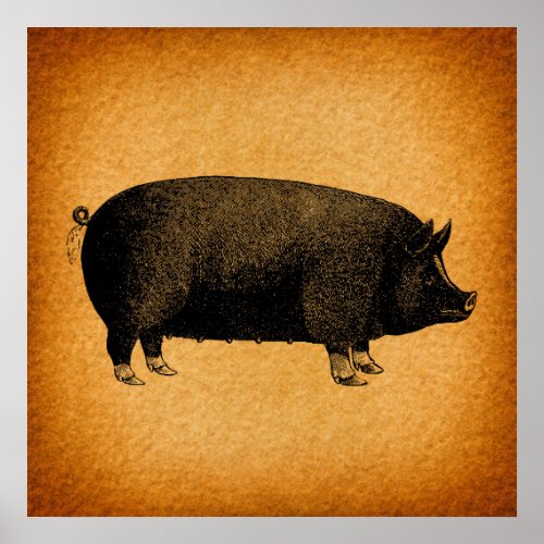 Illustrated Vintage Pig Rustic Art Poster