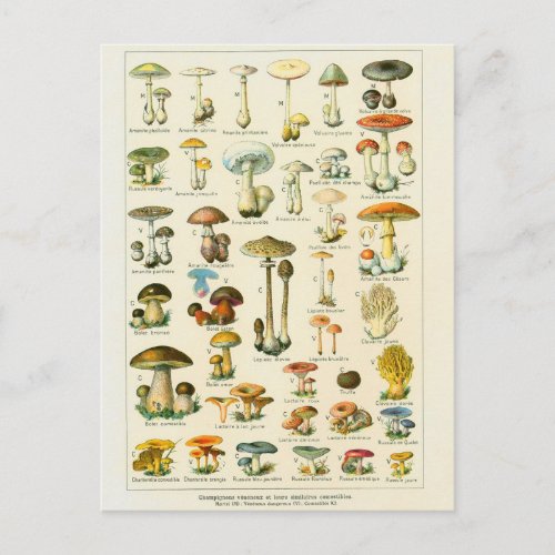 Illustration champignons dangeureux postcard