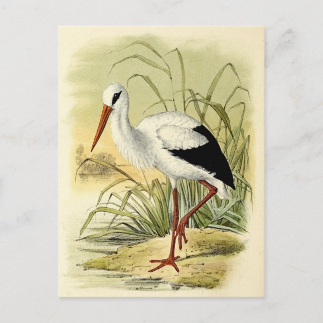 Illustration cigogne postcard (Front)