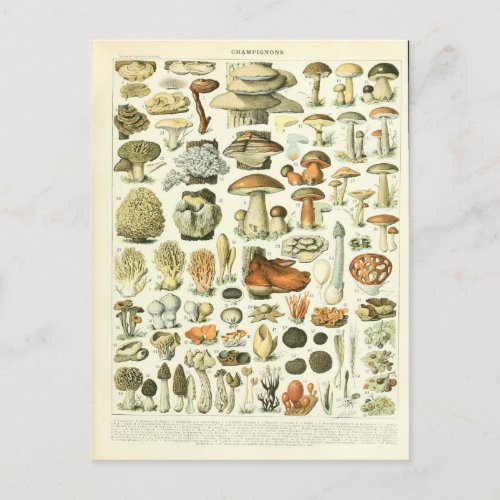 Illustration dictionnaire champignons postcard