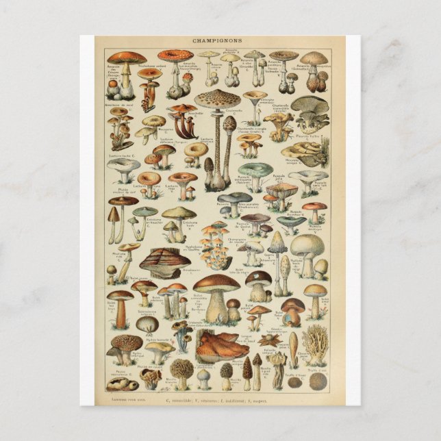 Illustration dictionnaire champignons postcard (Front)