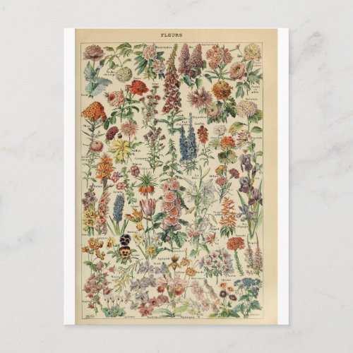 Illustration dictionnaire fleurs postcard