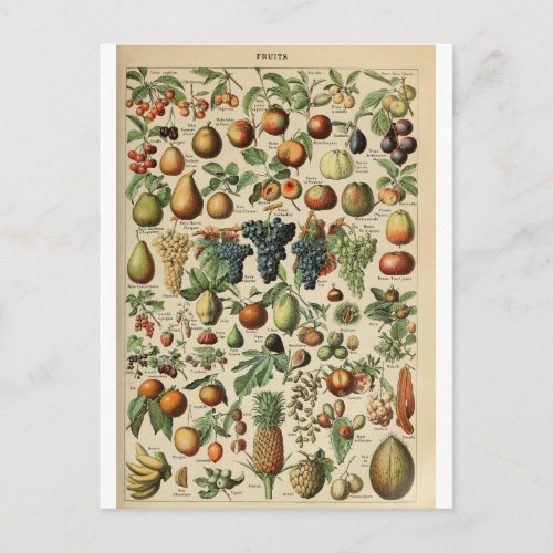 Illustration dictionnaire fruits postcard