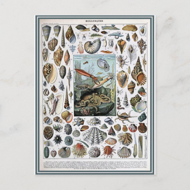Illustration dictionnaire mollusques postcard (Front)