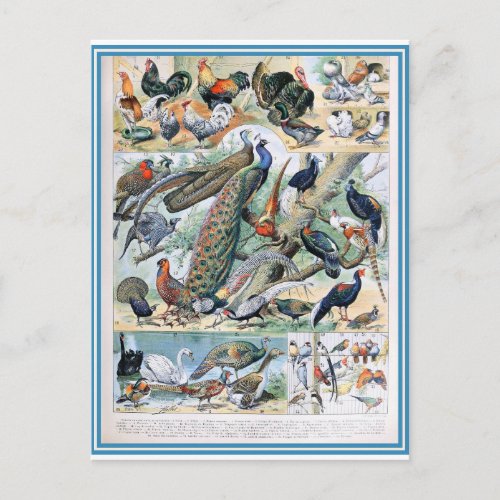 Illustration dictionnaire oiseaux postcard