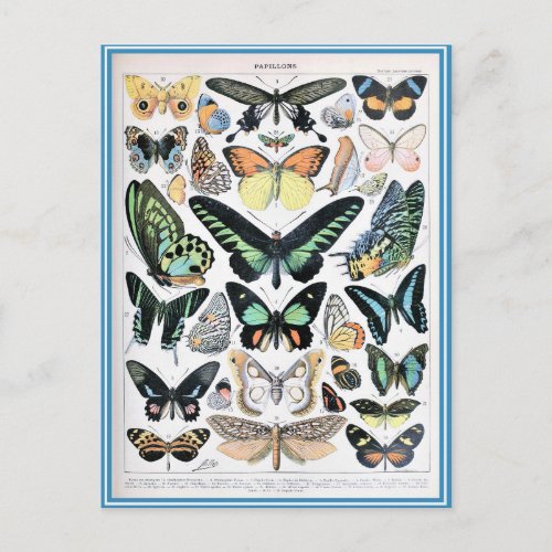 Illustration dictionnaire papillons postcard