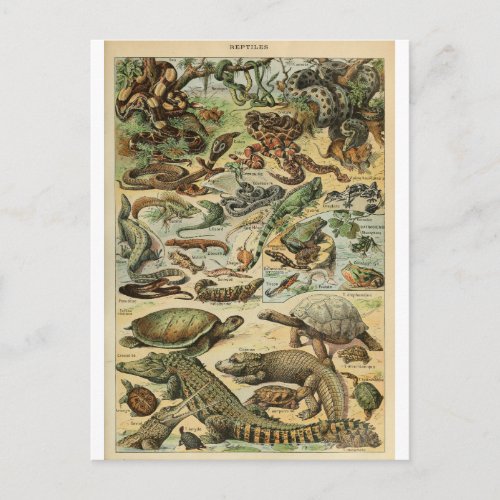 Illustration dictionnaire reptiles postcard