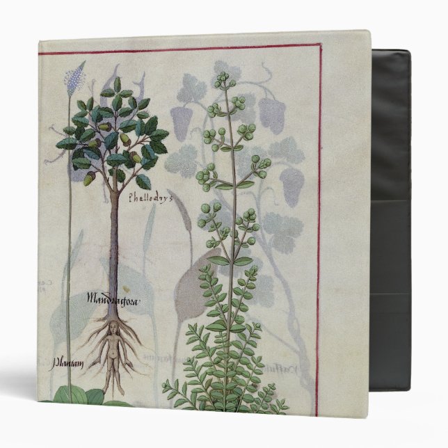 Illustration from the 'Book of Simple Medicines' 2 Binder (Front/Inside)