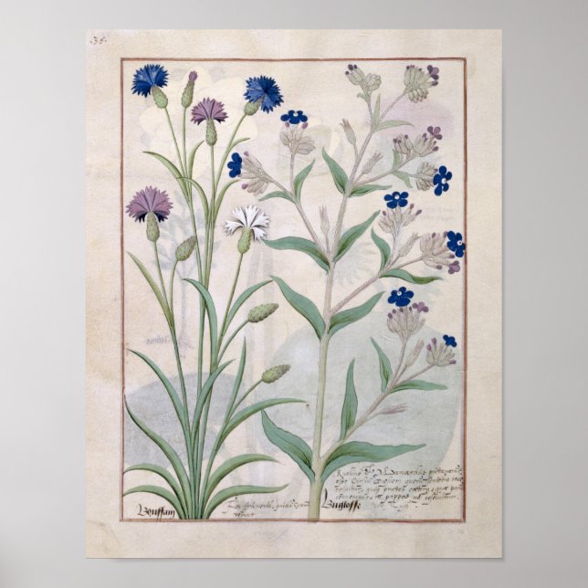 Illustration from the 'Book of Simple Medicines' 3 Poster (Front)