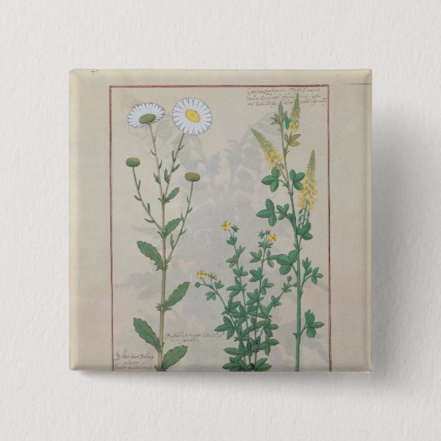 Illustration from 'The Book of Simple Pinback Button (Front)