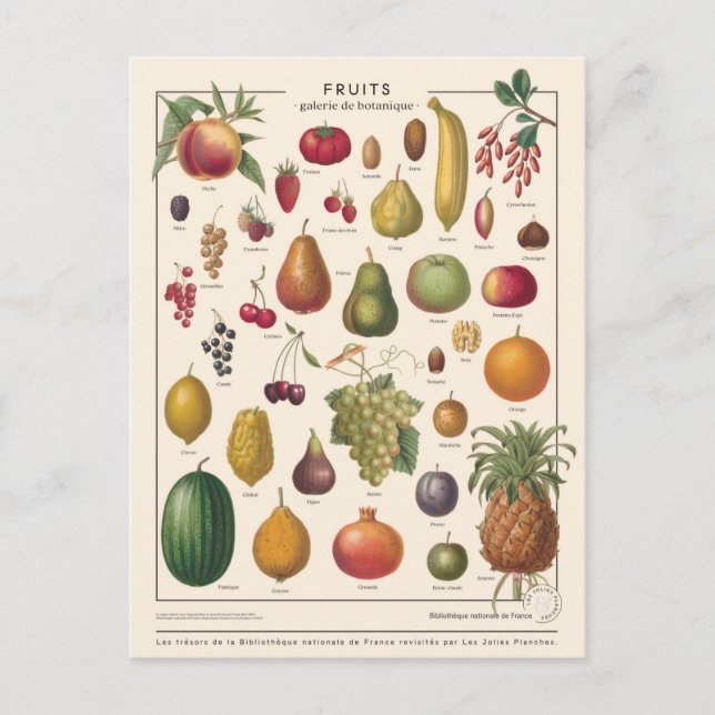 Illustration fruits postcard (Front)