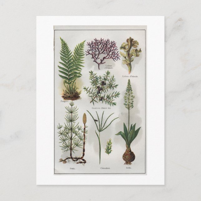 Illustration in ""MON DOCTEUR" Postcard (Front)