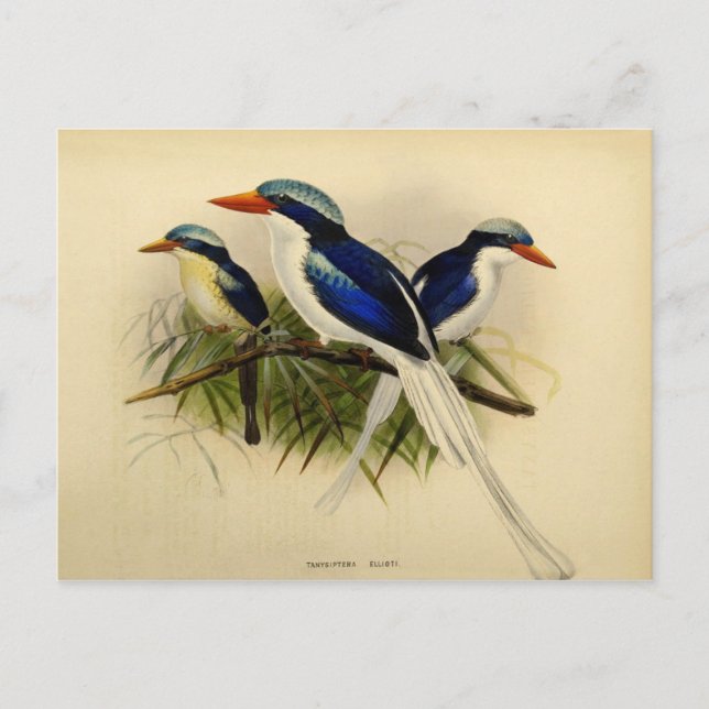 Illustration Martin fisherman Postcard (Front)
