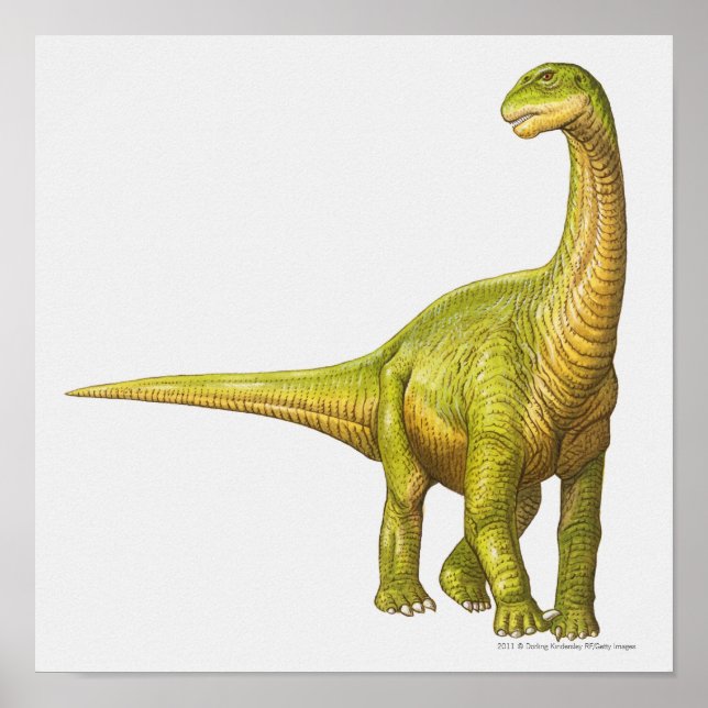 Illustration of a Camarasaurus Poster (Front)