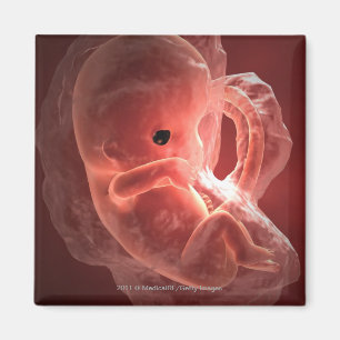 Illustration of a developing embryo magnet