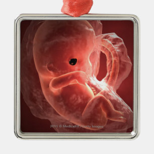 Illustration of a developing embryo metal ornament