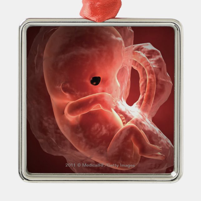 Illustration of a developing embryo metal ornament (Front)