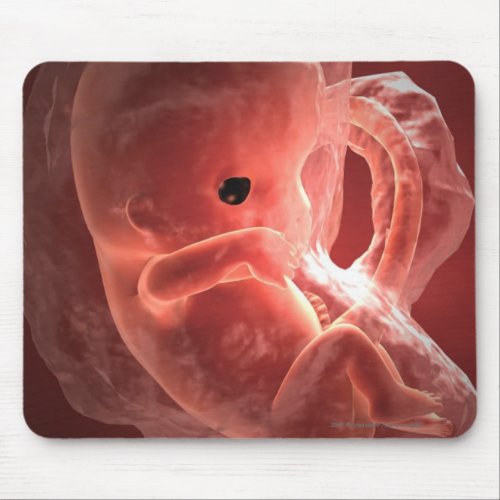 Illustration of a developing embryo mouse pad