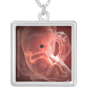 Illustration of a developing embryo silver plated necklace