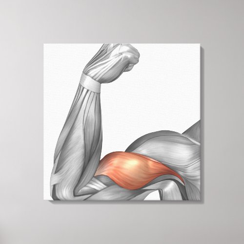 Illustration Of A Flexed Arm Showing Bicep Canvas Print