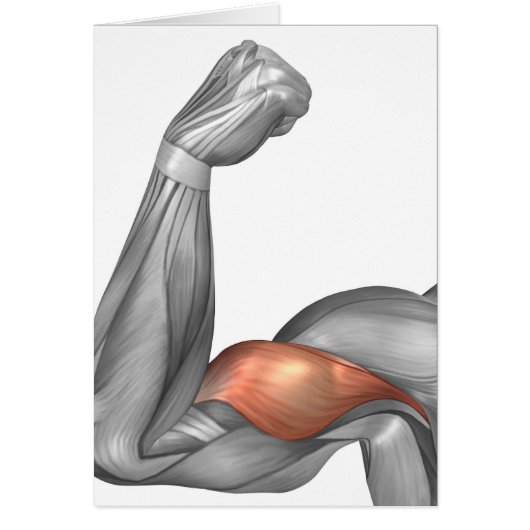 Illustration Of A Flexed Arm Showing Bicep Cards (Front)