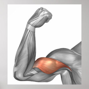 Illustration Of A Flexed Arm Showing Bicep Poster