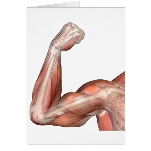 Illustration Of A Flexed Arm Showing Human Bicep