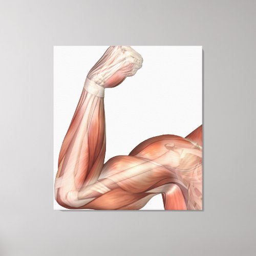 Illustration Of A Flexed Arm Showing Human Bicep Canvas Print