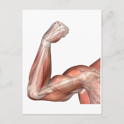 Illustration Of A Flexed Arm Showing Human Bicep Postcard