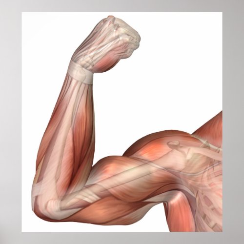 Illustration Of A Flexed Arm Showing Human Bicep Poster