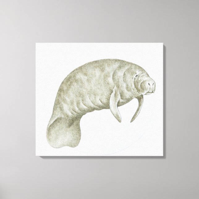 Illustration of a Manatee (Trichechus sp.) Canvas Print (Front)