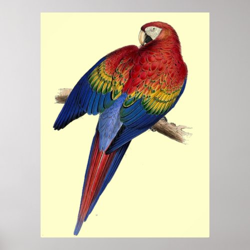 Illustration of A Scarlet Macaw Vector Poster