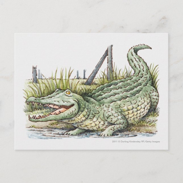 Illustration of alligator on the shore postcard (Front)