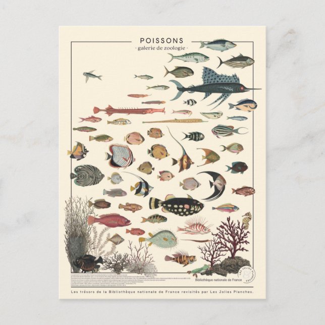 Illustration of exotic fish postcard (Front)