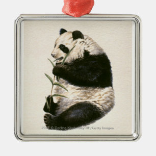 Illustration of Giant panda feeding on bamboo Metal Ornament
