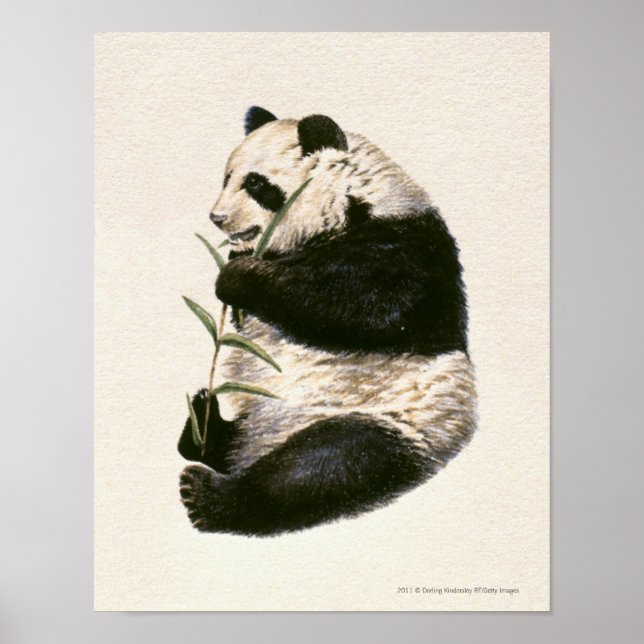 Illustration of Giant panda feeding on bamboo Poster (Front)