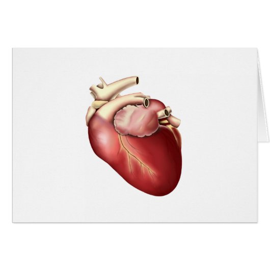 Illustration Of Human Heart (Front Horizontal)