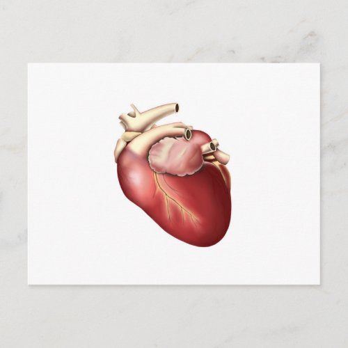 Illustration Of Human Heart Postcard