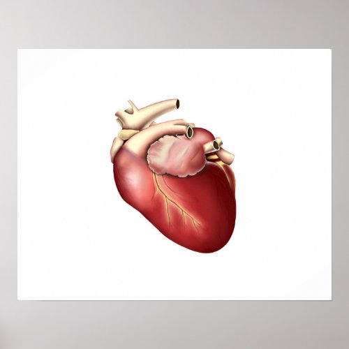 Illustration Of Human Heart Poster