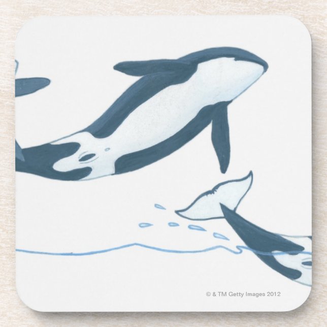 Illustration of Killer Whales (Orcinus orca) Drink Coaster (Front)