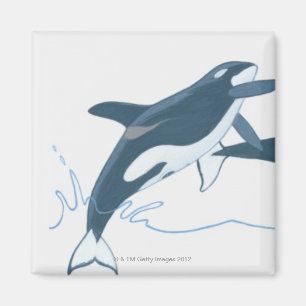 Illustration of Killer Whales (Orcinus orca) Magnet