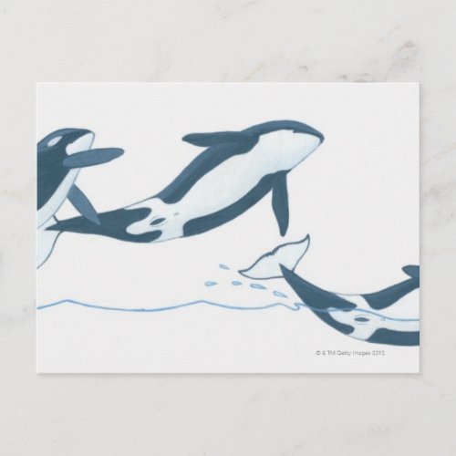 Illustration of Killer Whales Orcinus orca Postcard