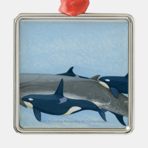 Illustration of Killer Whales working in a group Metal Ornament