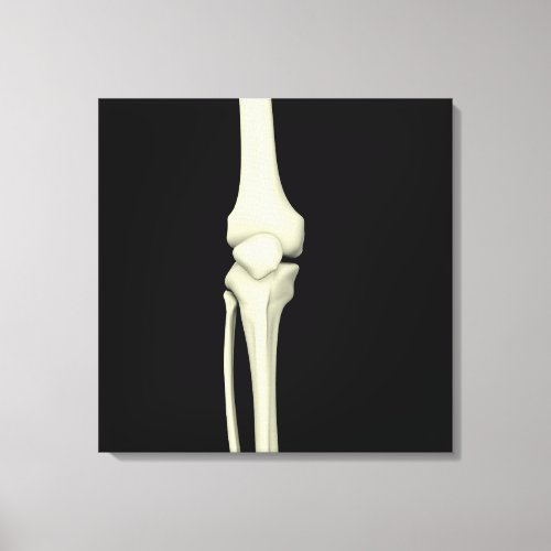Illustration Of Knee Bone Straight Canvas Print