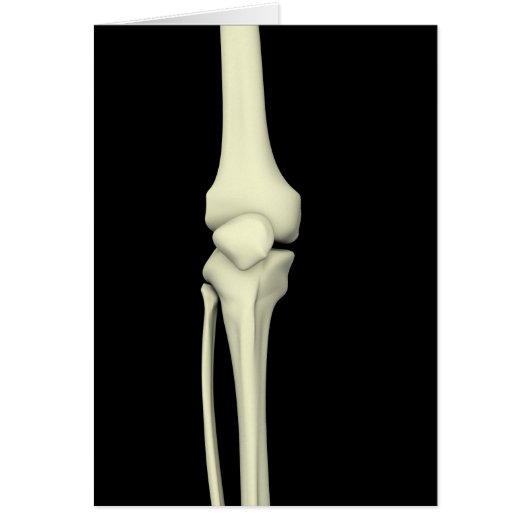 Illustration Of Knee Bone, Straight Cards (Front)